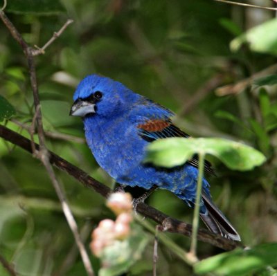 Blue Grosbeak - male_1738.jpg