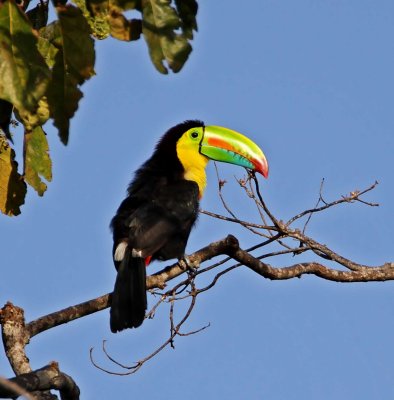 Keel-billed Toucan_6545.jpg