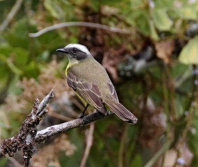 Social Flycatcher_0044.jpg