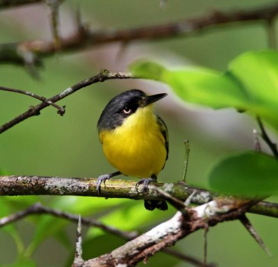 Common Tody-Flycatcher_5968.jpg