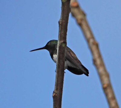 Snowy-bellied Hummingbird_5913.jpg