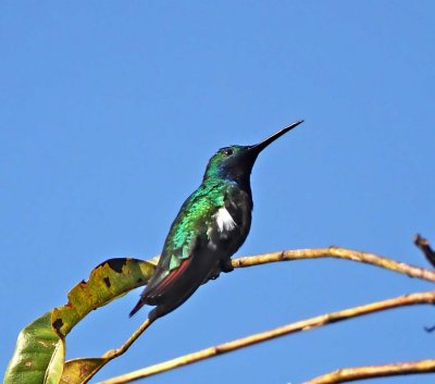 Black-throated Mango - male_7922.jpg