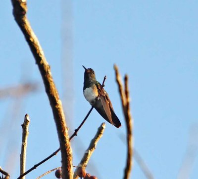 Snowy-bellied Hummingbird_7778.jpg