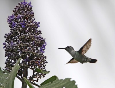 Violet-headed Hummingbird_9826.jpg