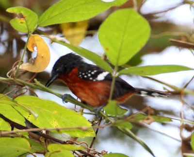 Dot-winged Antwren - female_8484.jpg