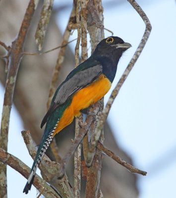 Gartered Trogon - male_8421.jpg