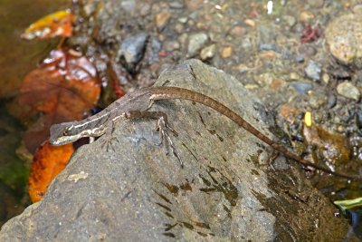 Common Basilisk Lizard - juvenile_8085.jpg