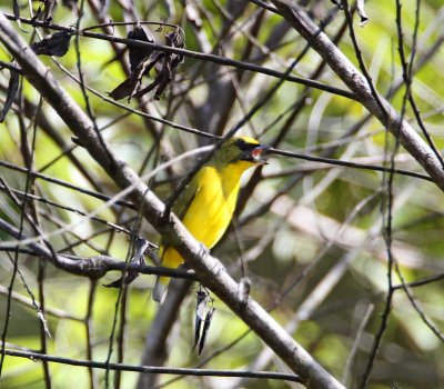 Thick-billed Euphonia - juvenile male_6864.jpg