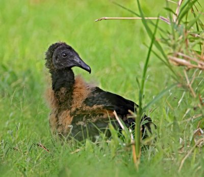 Black Vulture - downy young_0378.jpg