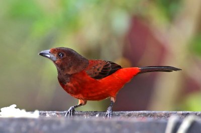 Crimson-backed Tanager - female_8244.jpg