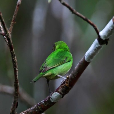 Green Honeycreeper - female_5938.jpg