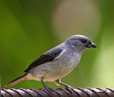 Plain-colored Tanager_6153.jpg