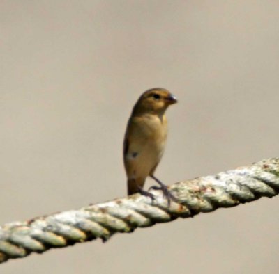 Ruddy-breasted Seedeater - female_8020.jpg