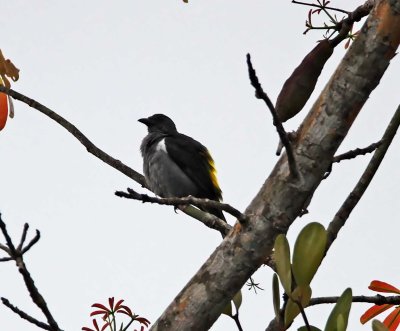 Sulphur-rumped Tanager_7543.jpg