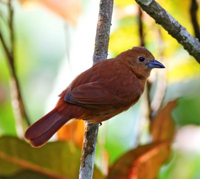 White-lined Tanager - female_9669.jpg