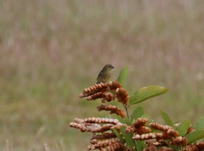 Yellow-bellied Seedeater - female_6359.jpg