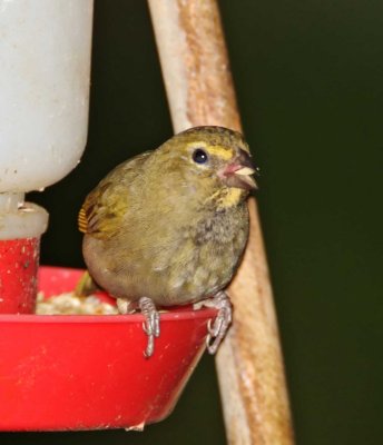Yellow-faced Grassquit - female_0155.jpg