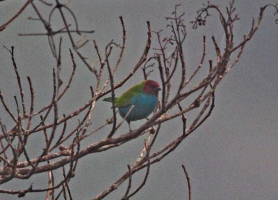 Bay-headed Tanager_0215.jpg