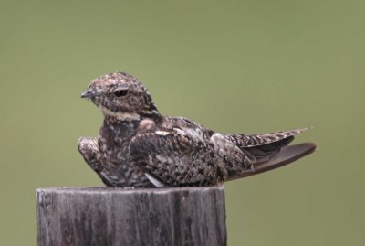 Common Nighthawk - female_0323.jpg