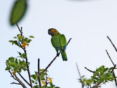 Brown-throated Parakeet_9352.jpg