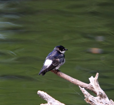 Mangrove Swallow_6273.jpg