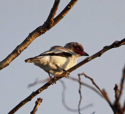 Masked Tityra - female_7770.jpg