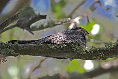 Common Nighthawk - juvenile_0901.jpg