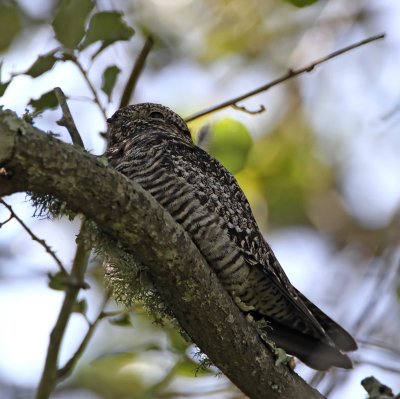 Common Nighthawk - juvenile_0914.jpg