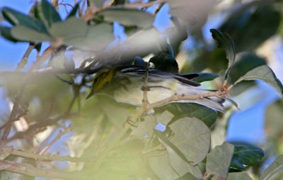 Black-throated Green Warbler_0980.jpg