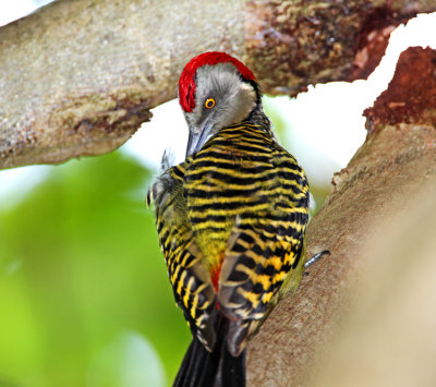 Hispaniolan Woodpecker - male_1094.jpg