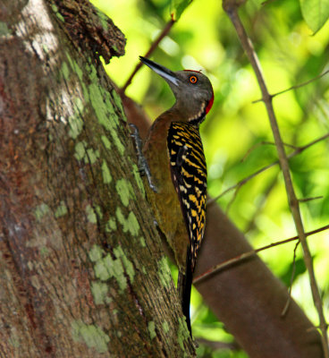 Hispaniolan Woodpecker - male_1097.jpg