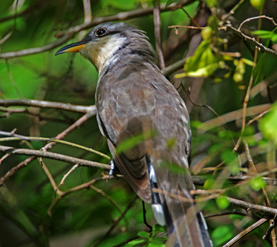 Mangrove Cuckoo_1159.jpg