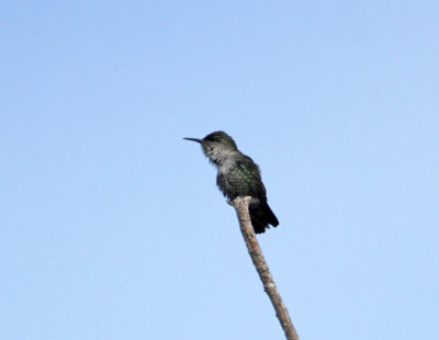 Vervain Hummingbird - male_1111.jpg