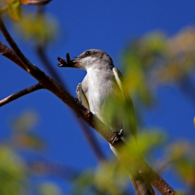 Gray Kingbird with wasp_1065.jpg