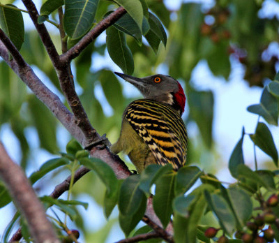 Hispaniolan Woodpecker - female_1108.jpg