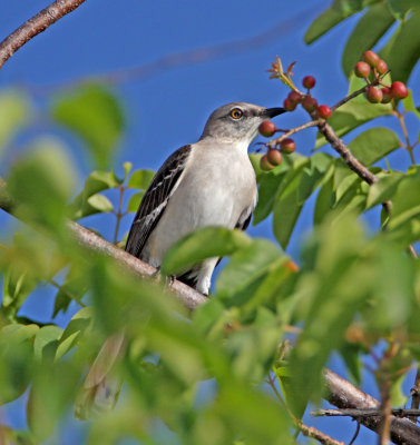 Northen Mockingbird_1041.jpg