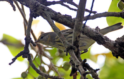 Cape May Warbler - female_1387.jpg