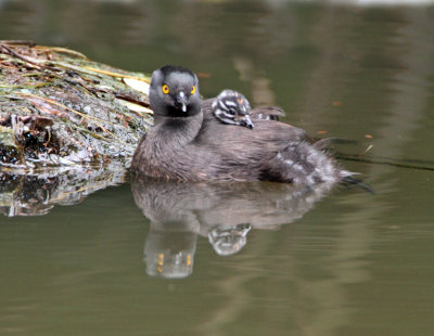 Least Grebe with baby_1348.jpg
