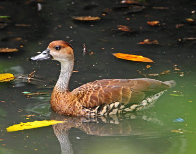 West Indian Whistling-Duck_1306.jpg