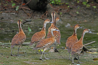 West Indian Whistling-Duck - group_1324.jpg