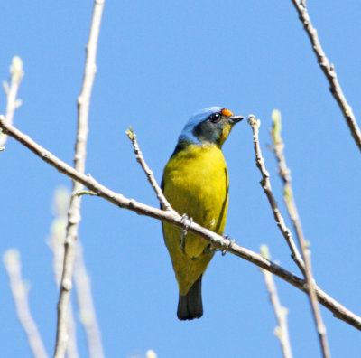 Antillean Euphonia - female_1553.jpg