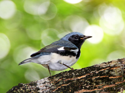 Black-throated Blue Warbler - male_1575.jpg
