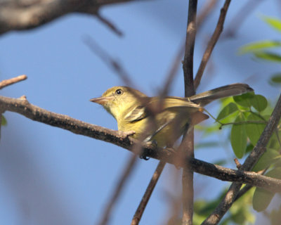 Flat-billed Vireo_1501.jpg