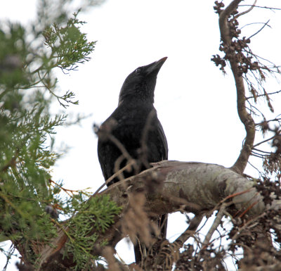 Hispaniolan Palm-Crow_1795.jpg