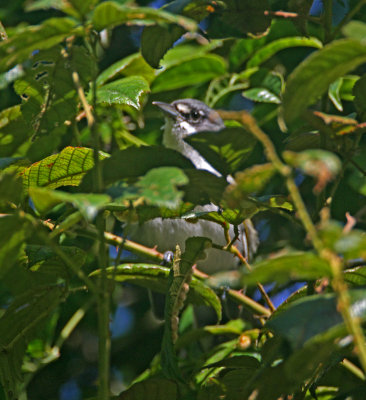 Black-crowned Tanager - juvenile_2310.jpg