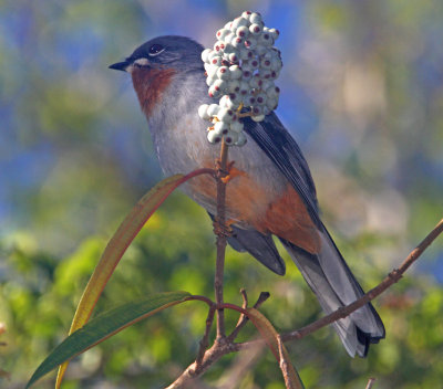 Rufous-throated Solitaire_2180.jpg