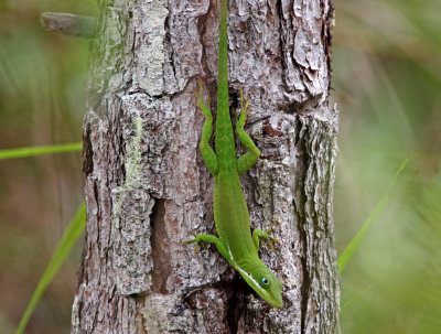 Hispaniolan Green Anole_1775.jpg