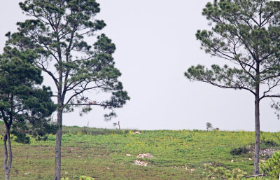 Haiti deforestation_2390.jpg