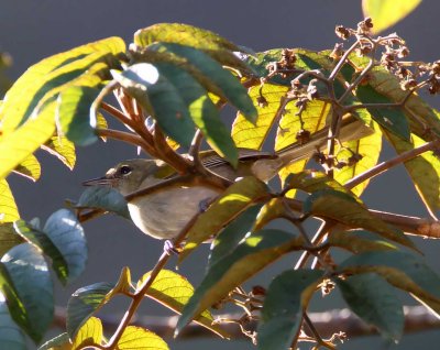 Green-tailed Warbler_2214.jpg