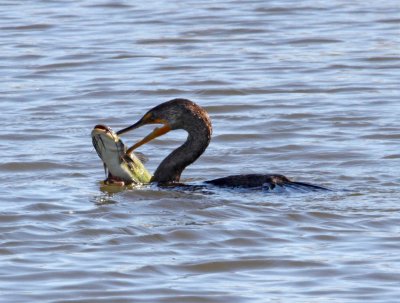 Double-crested Cormorant with catfish1_2498.jpg